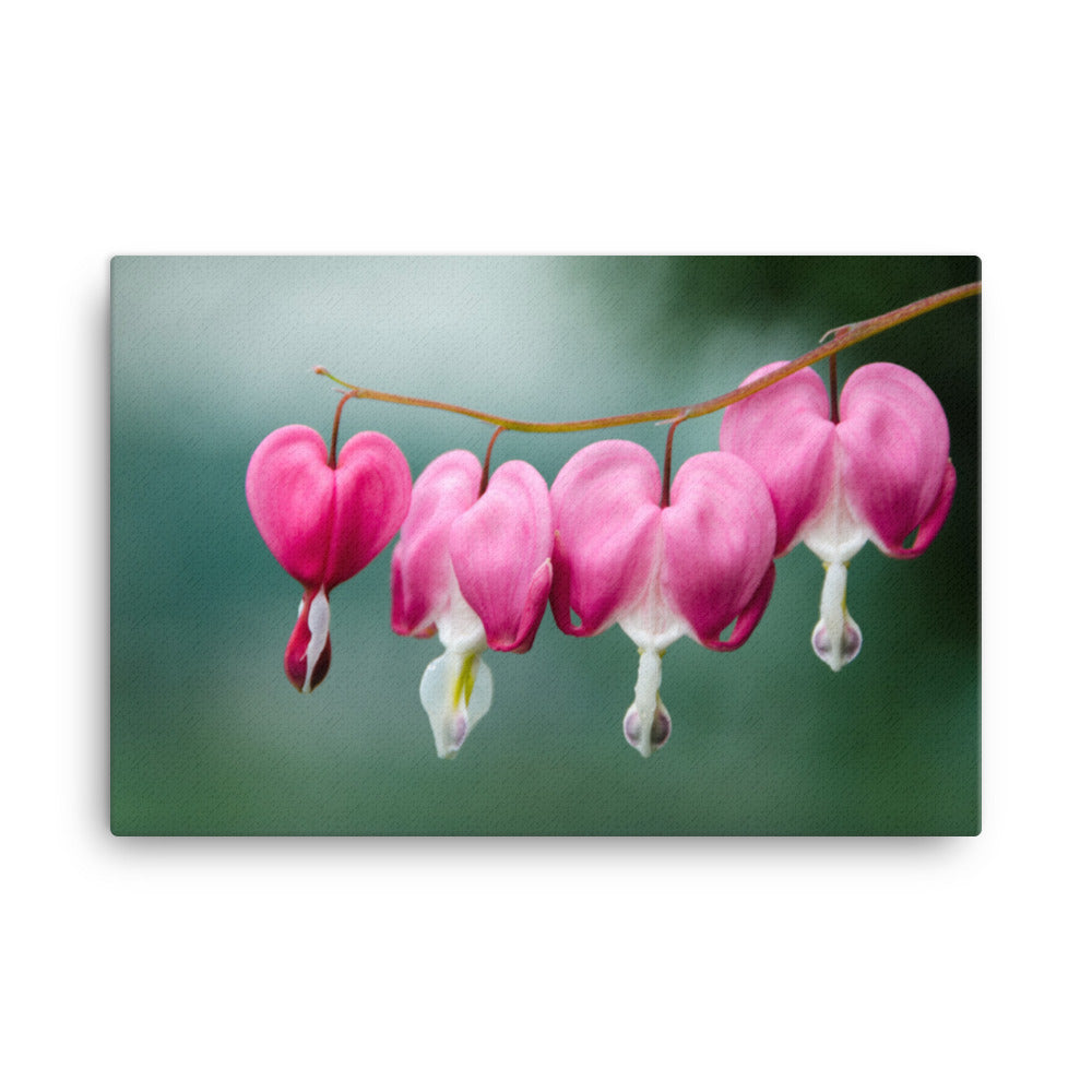 Be Still My Bleeding Heart Floral Botanical Nature Photograph Canvas Wall Art Prints