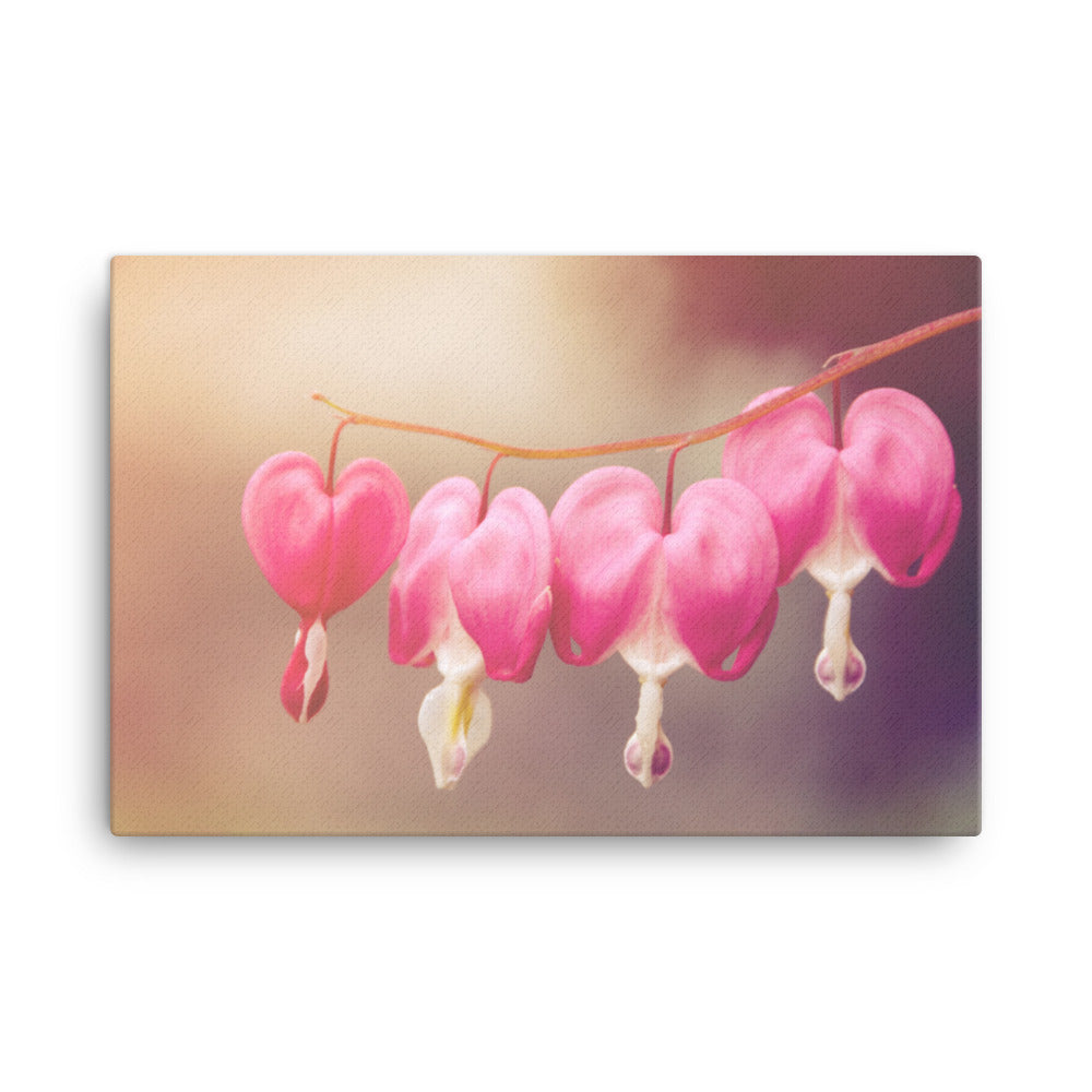 Be Still My Bleeding Heart Warm Summer Glow Floral Botanical Nature Photograph Canvas Wall Art Prints