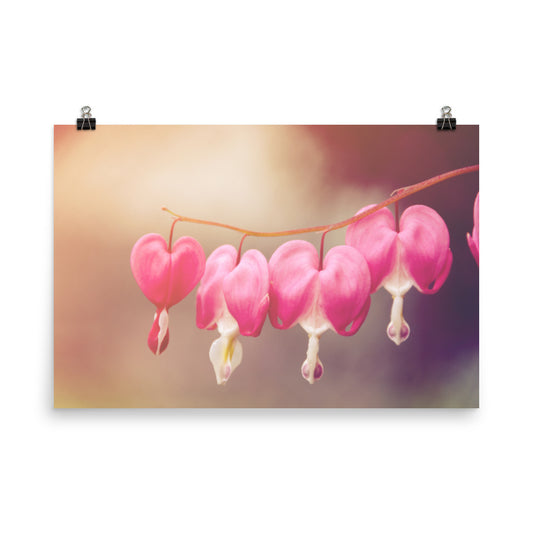 Be Still My Bleeding Heart Warm Summer Glow Floral Nature Photo Loose Unframed Wall Art Prints - PIPAFINEART