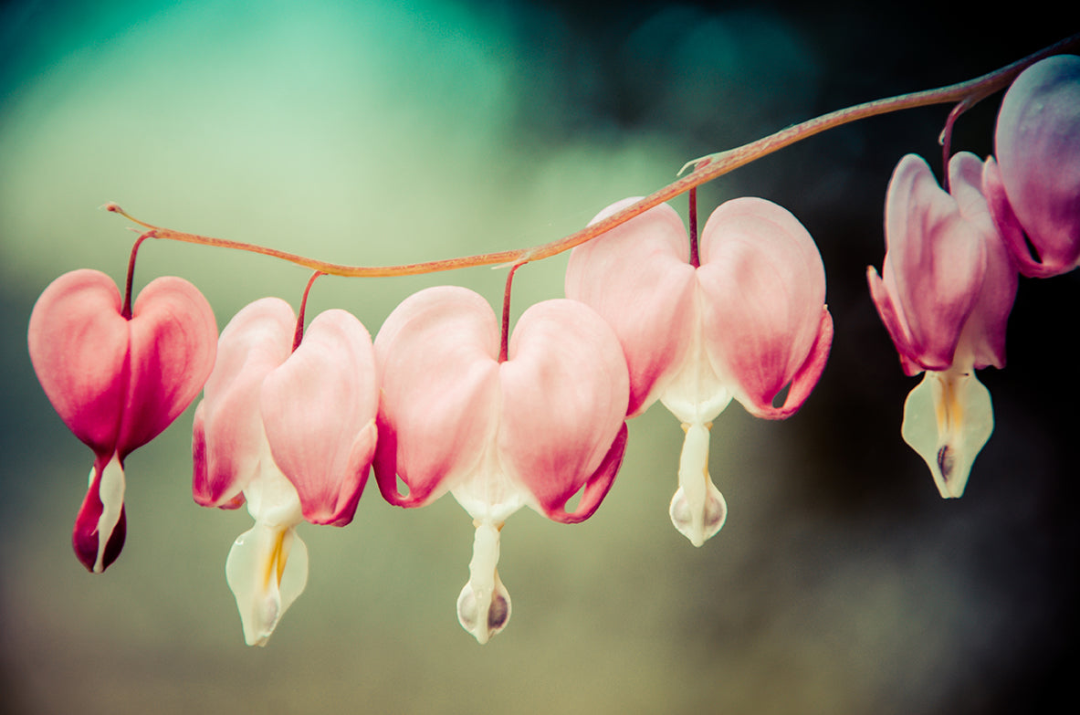 Modern Abstract Wall Art: Be Still My Bleeding Heart Colorized Nature / Floral Photo Fine Art Canvas Wall Art Prints - PIPAFINEART