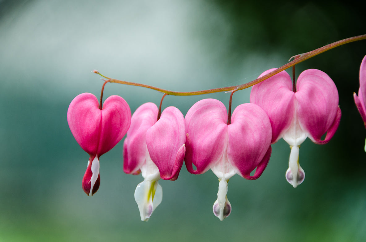 Great Big Canvas Art: Be Still My Bleeding Heart Nature / Floral Photo Fine Art Canvas Wall Art Prints - PIPAFINEART