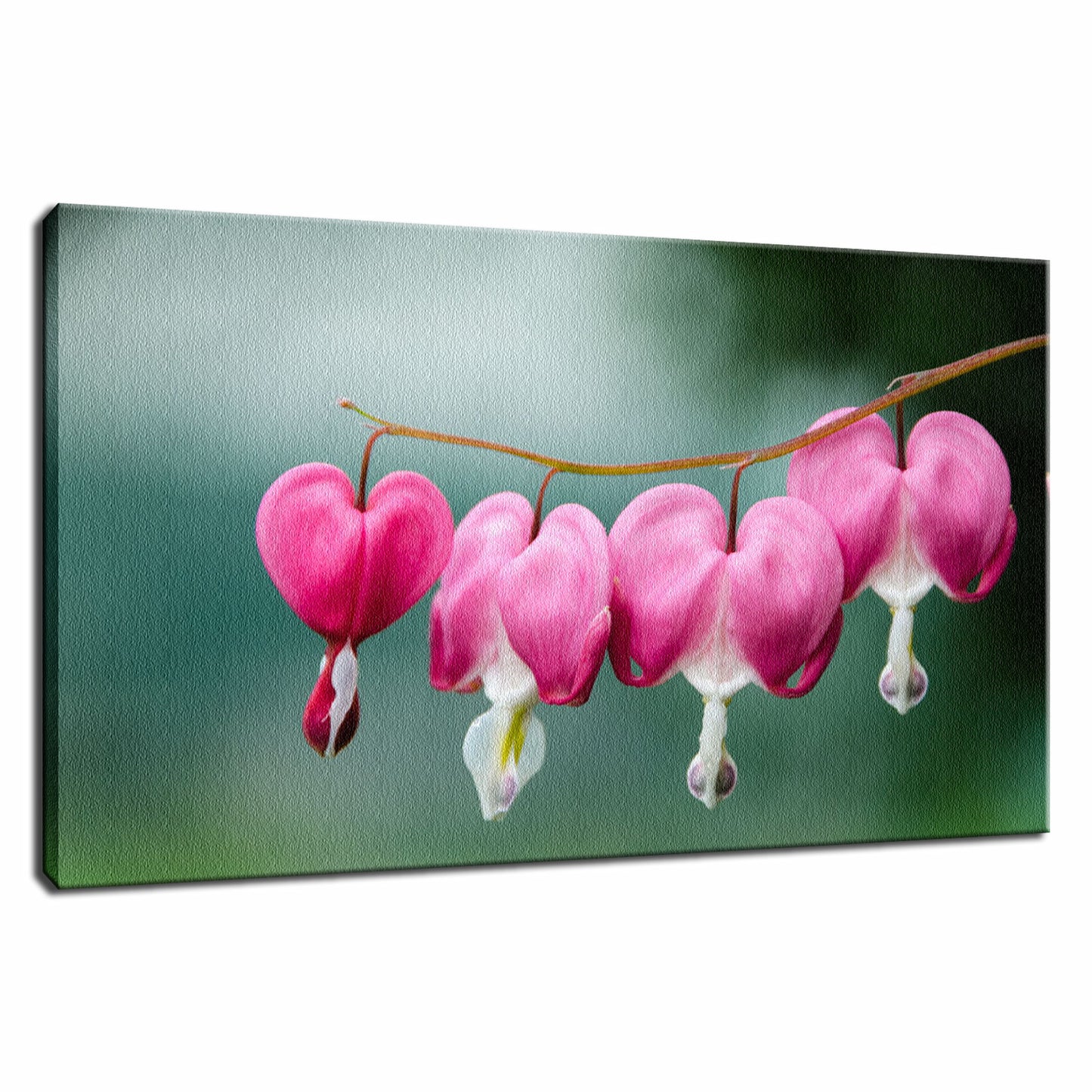 Big Canvas Art: Be Still My Bleeding Heart Nature / Floral Photo Fine Art Canvas Wall Art Prints - PIPAFINEART