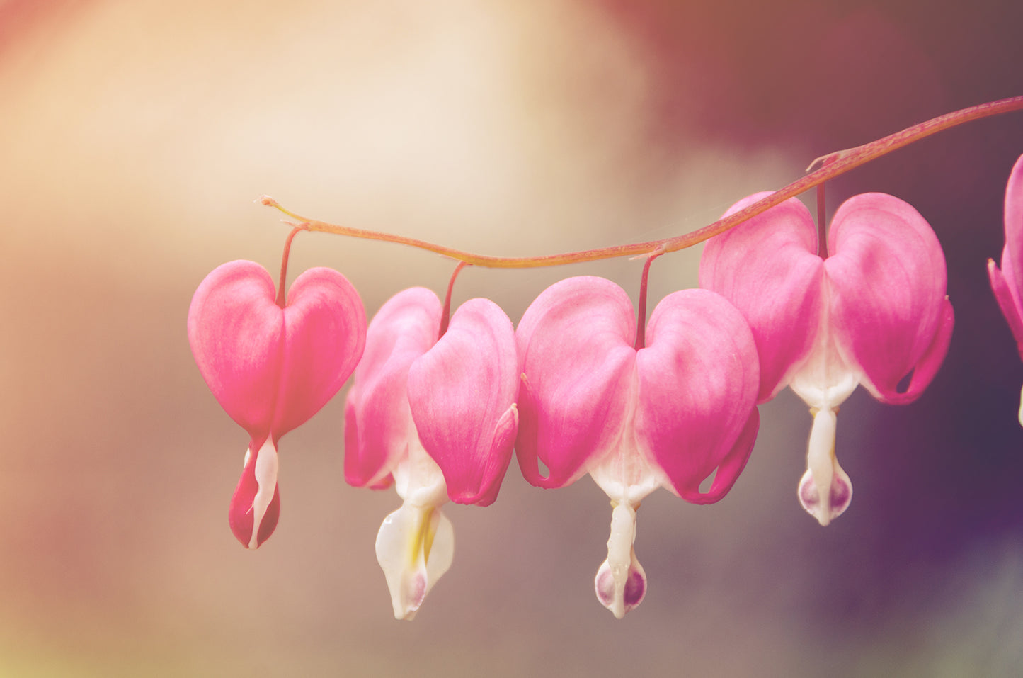 Be Still My Bleeding Heart Warm Glow Floral / Nature Fine Art Canvas Wall Art Prints - PIPAFINEART