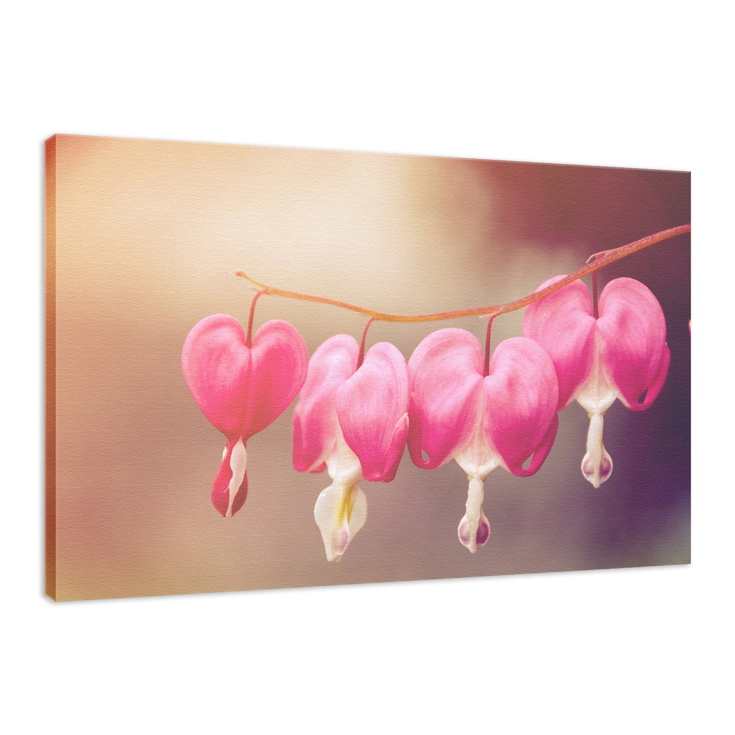 Be Still My Bleeding Heart Warm Glow Floral / Nature Fine Art Canvas Wall Art Prints - PIPAFINEART