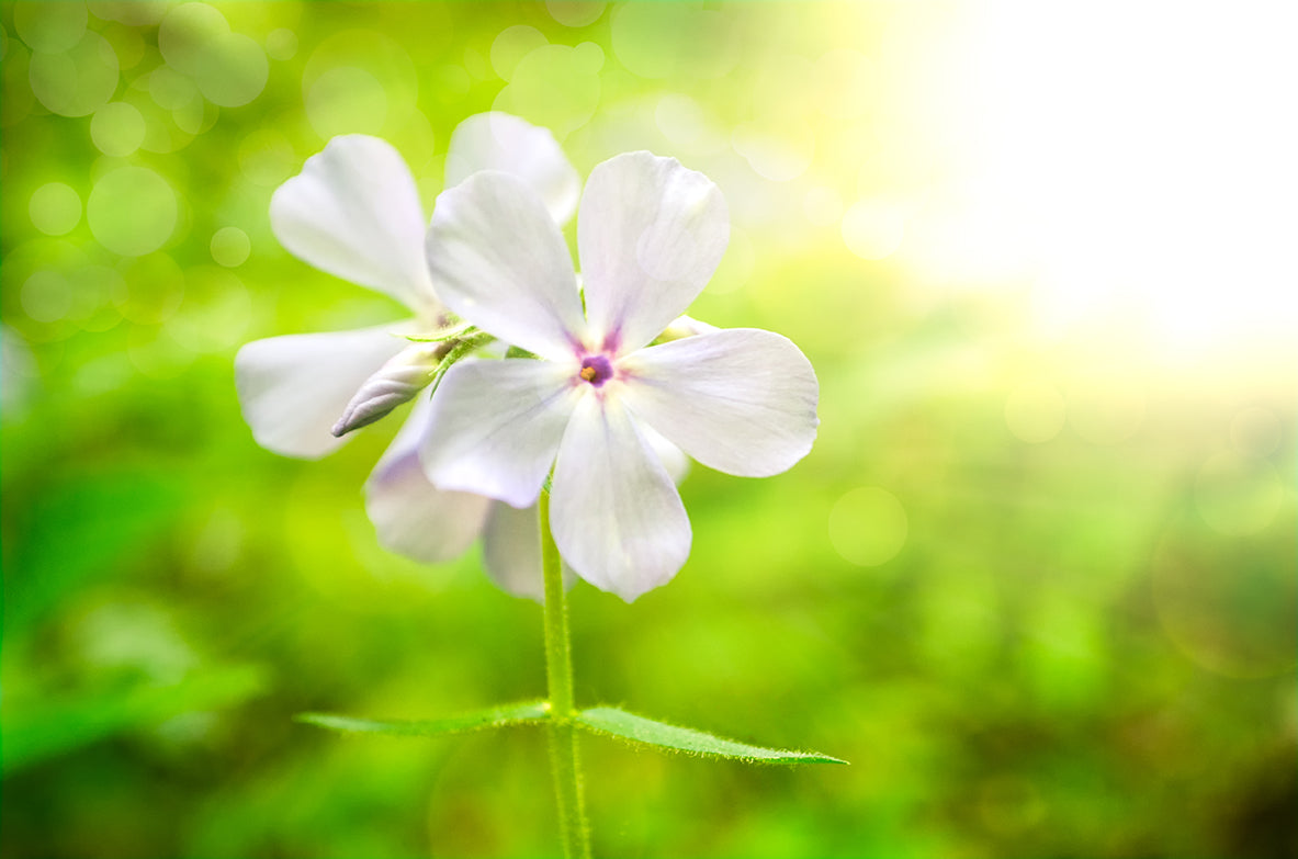 Beauty of the Forest Floor Nature / Floral Photo Fine Art Canvas Wall Art Prints - PIPAFINEART