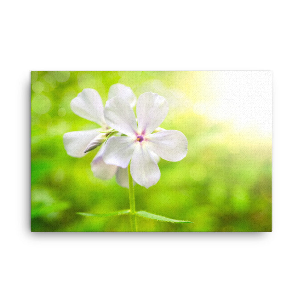 Beauty of the Forest Floor Floral Botanical Nature Photograph Canvas Wall Art Prints