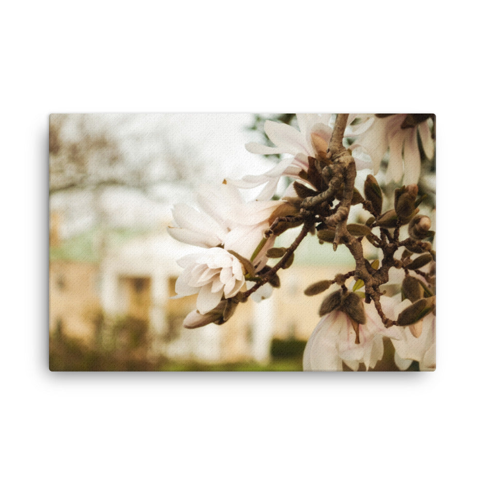 Bellevue Mansion Magnolia Blooms Floral Botanical Nature Photograph Canvas Wall Art Prints