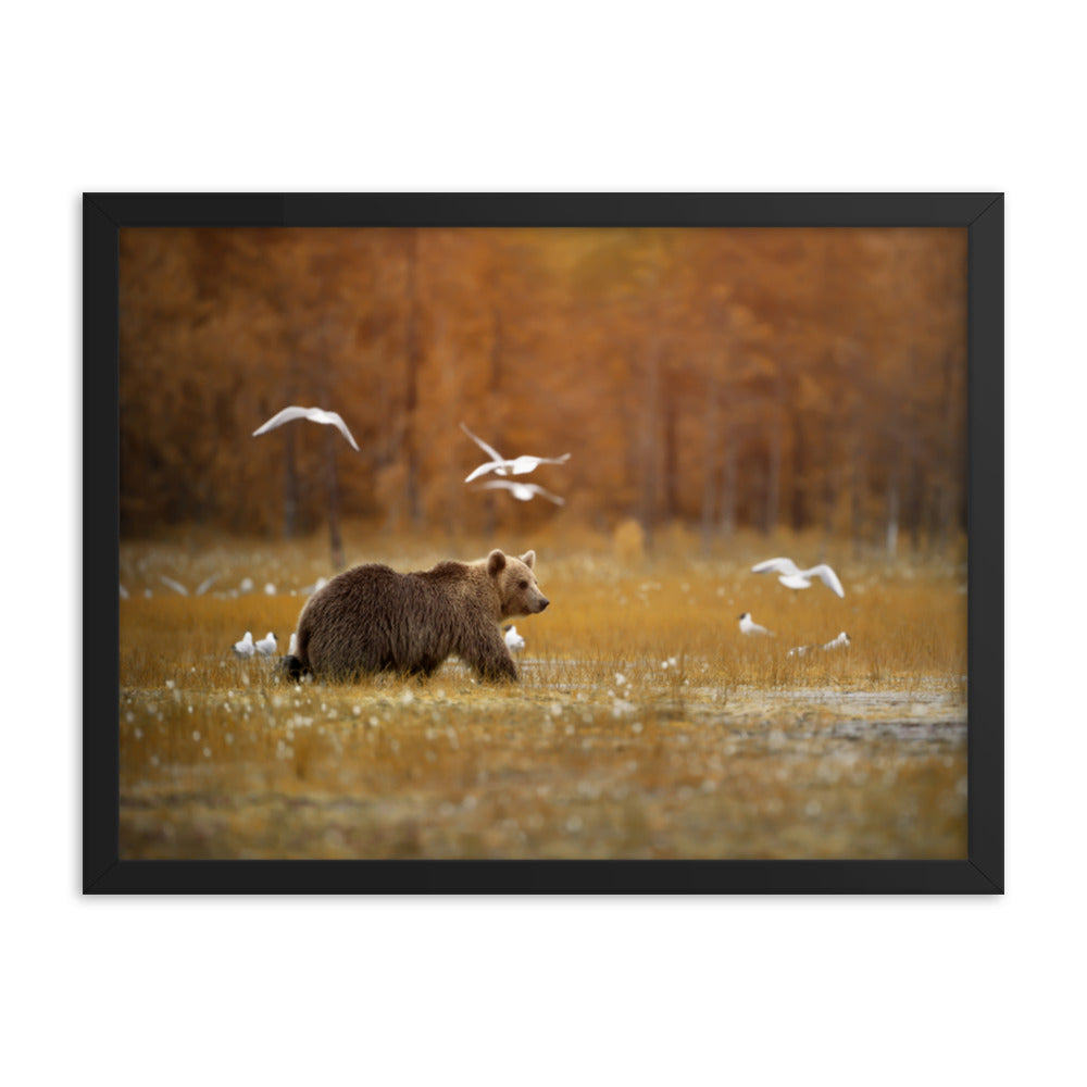 Big Brown Bear Crossing the Marshlands Wildlife Photo Framed Wall Art Prints