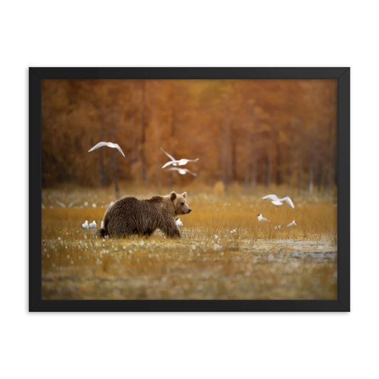 Big Brown Bear Crossing the Marshlands Wildlife Photo Framed Wall Art Prints