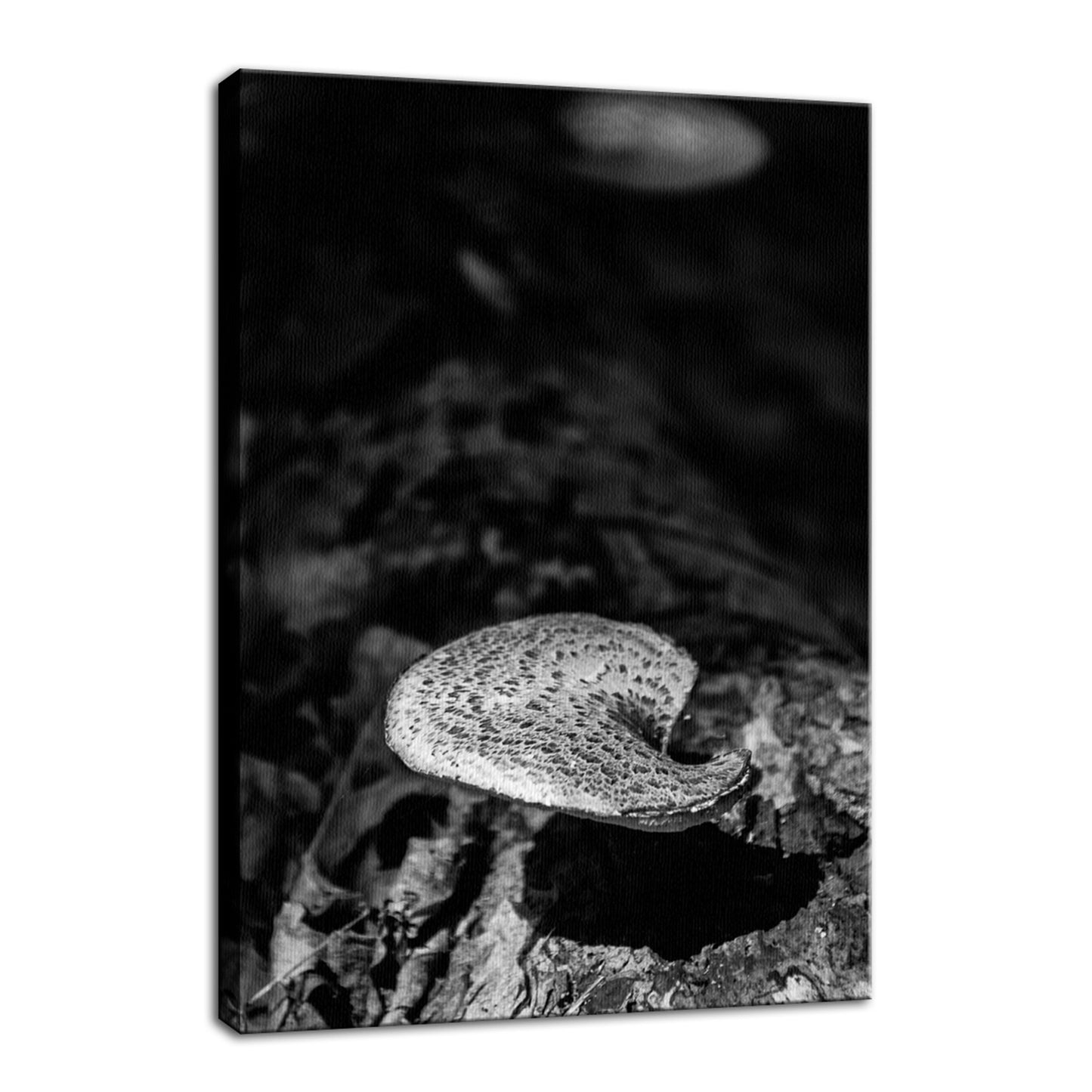 Rustic Farm Wall Art: Mushroom on Log in Black & White Botanical Photo Fine Art Canvas Wall Art Prints - PIPAFINEART