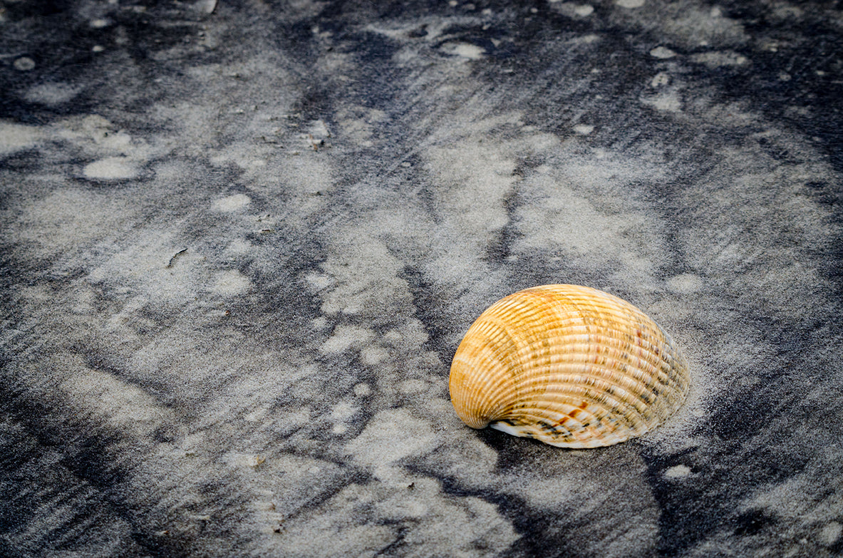 Black Sands and Seashell on the Shore Coastal Nature Photo Fine Art Canvas Wall Art Prints - PIPAFINEART