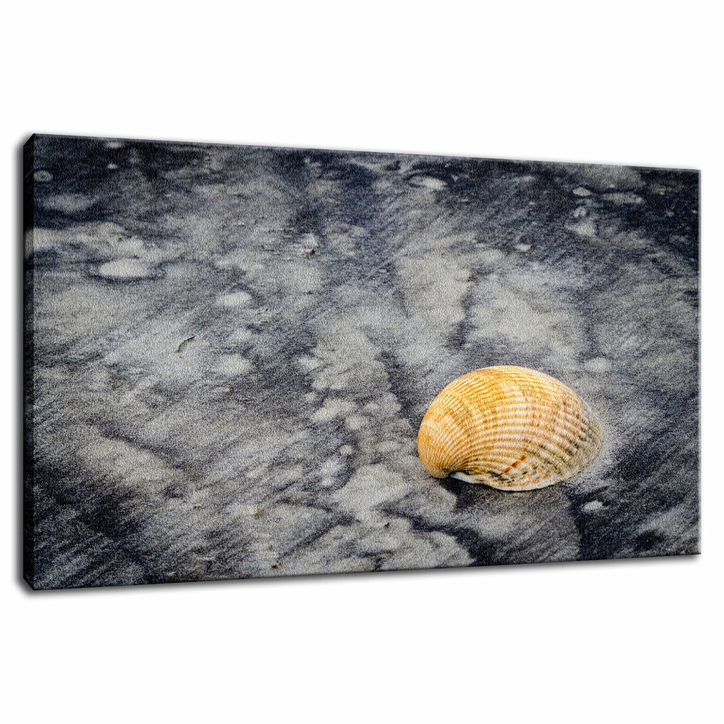 Black Sands and Seashell on the Shore Coastal Nature Photo Fine Art Canvas Wall Art Prints - PIPAFINEART