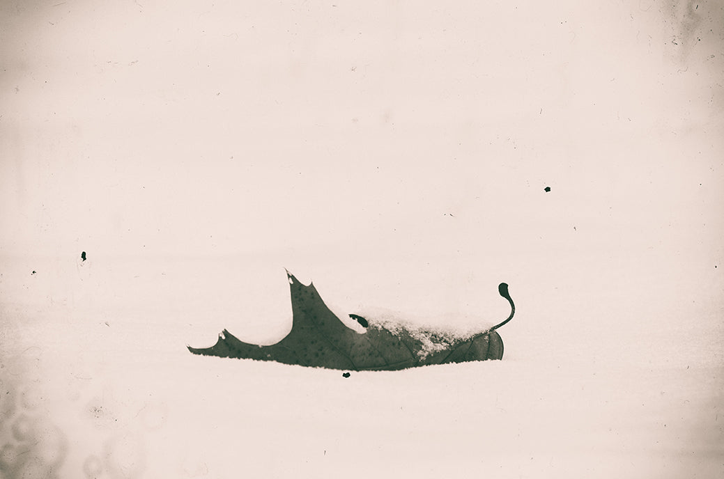 Bleak Winter Botanical Nature Photo DIY Wall Decor Instant Download Print - Printable  - PIPAFINEART