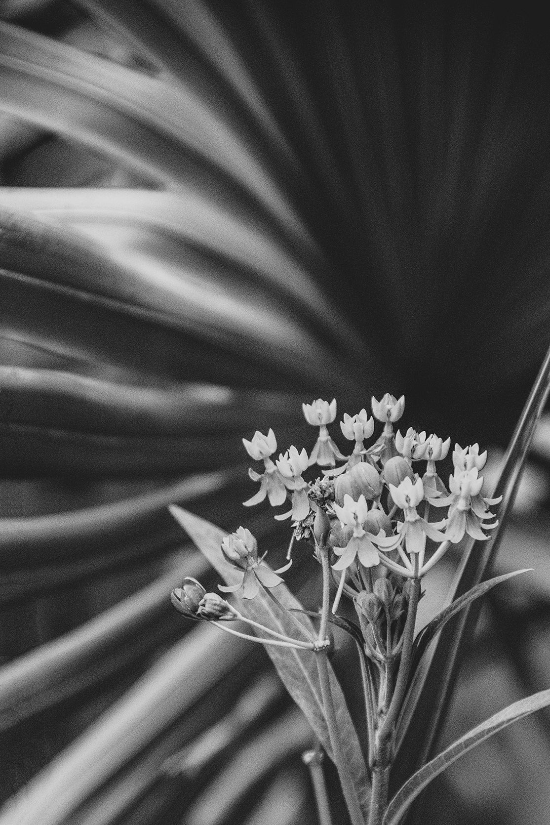 Bloodflowers & Palm Black & White Floral Photo Fine Art Canvas Wall Art Prints  - PIPAFINEART