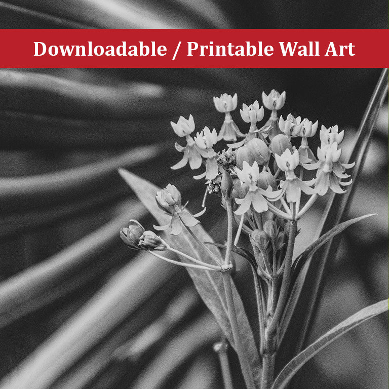 Bloodflowers and Palm Black and White Nature Photo DIY Wall Decor Instant Download Print - Printable - PIPAFINEART