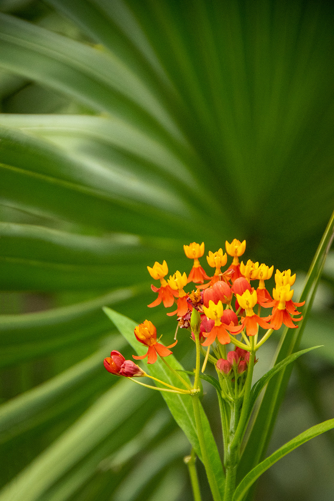 Bloodflowers & Palm Color Floral Nature Photo Fine Art Canvas Wall Art Prints - PIPAFINEART