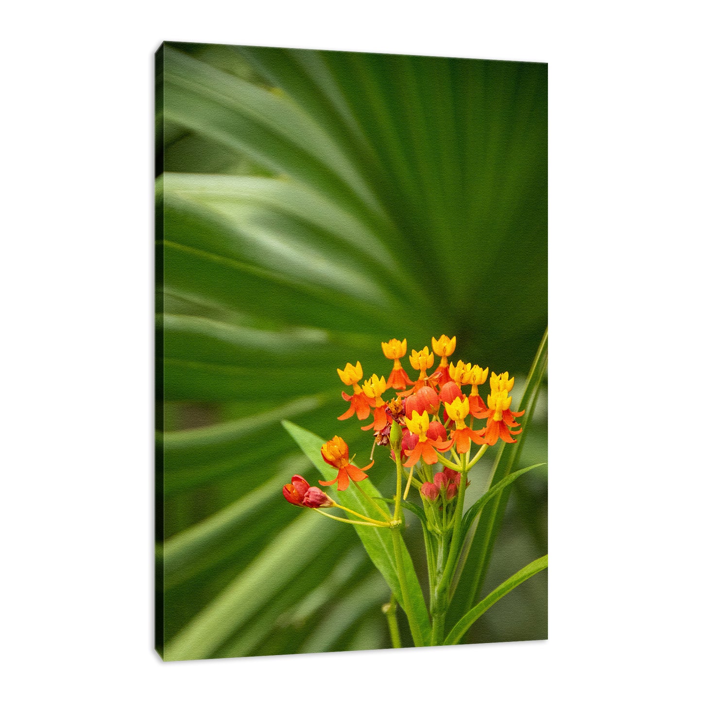 Bloodflowers & Palm Color Floral Nature Photo Fine Art Canvas Wall Art Prints - PIPAFINEART