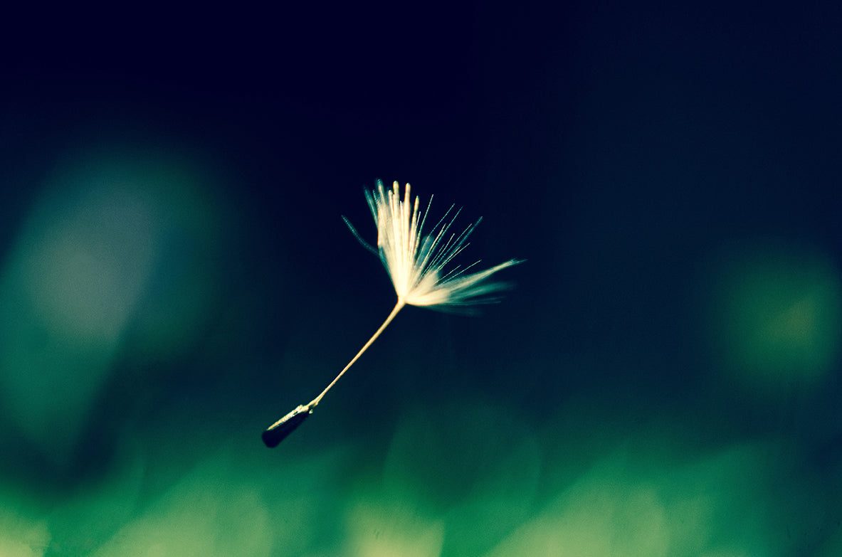 Blowing in the Wind Botanical / Nature Photo Fine Art Canvas Wall Art Prints - PIPAFINEART