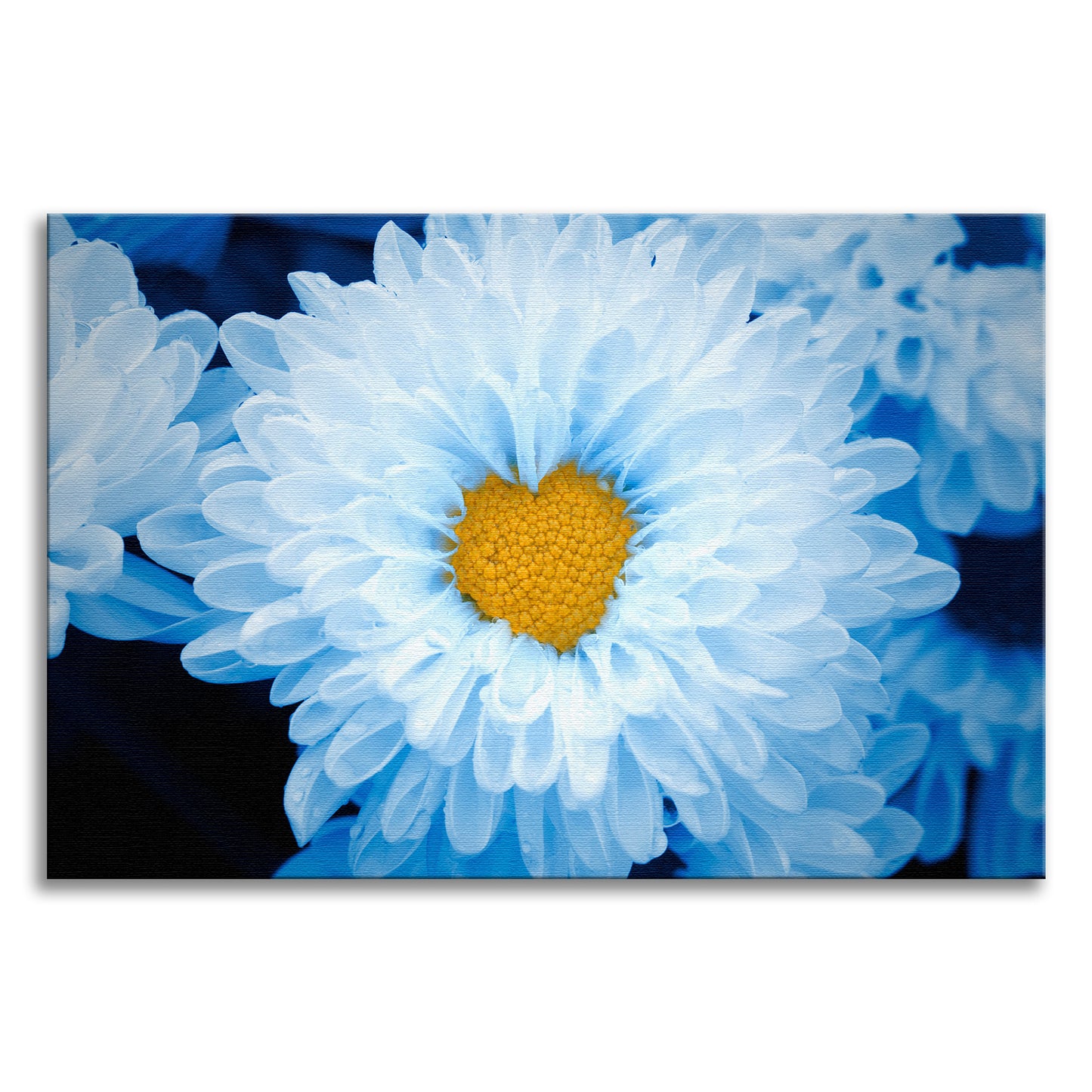 Blue Tinted Chrysanthemums Floral Botanical Nature Photograph Canvas Wall Art Print