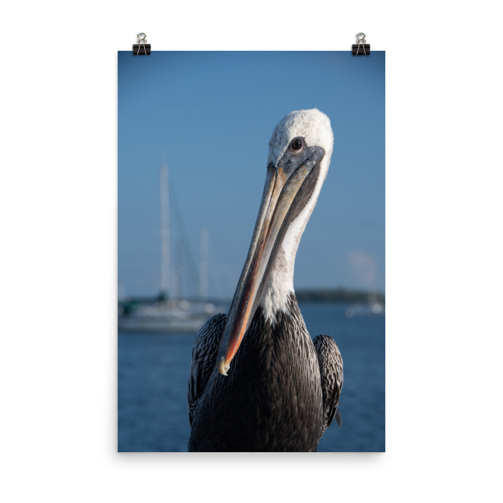 Bob The Pelican 3 Color Loose Wall Art Print