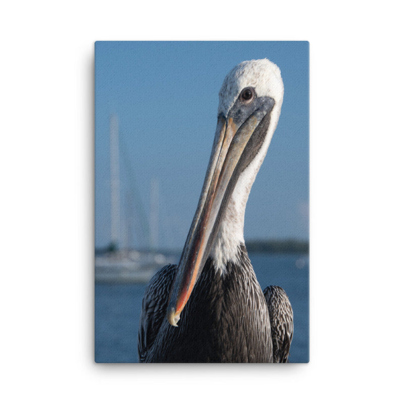 Bob The Pelican Bird 3 Color Wildlife Photo Canvas Wall Art Prints