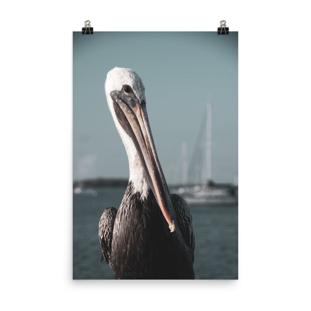 Bob The Pelican 3R Colorized Loose Wall Art Print