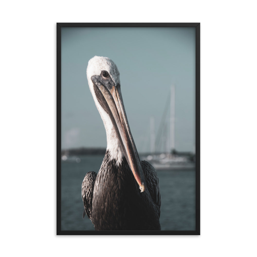 Bob The Pelican Bird 3R Colorized Wildlife Photo Framed Wall Art Prints