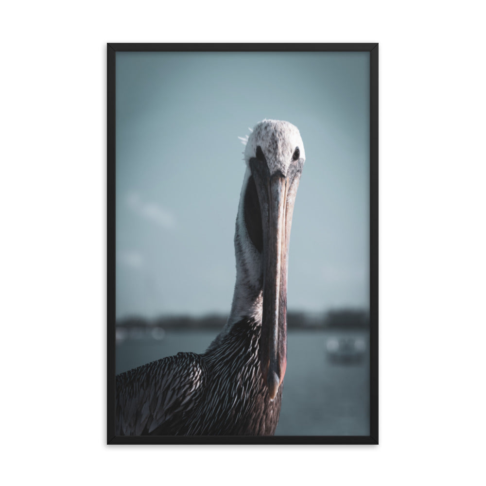Bob The Pelican Bird Colorized Wildlife Photo Framed Wall Art Prints