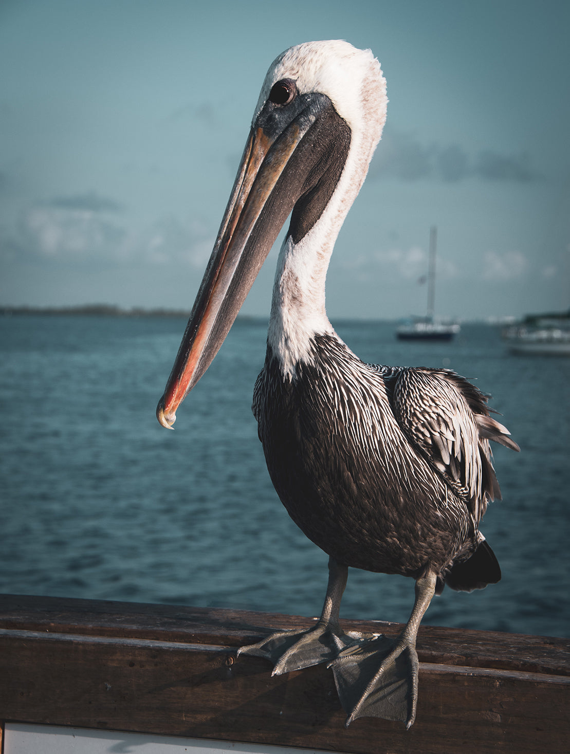 Bob The Pelican 2 Colorized Wildlife Photograph Fine Art Canvas & Unframed Wall Art Prints - PIPAFINEART