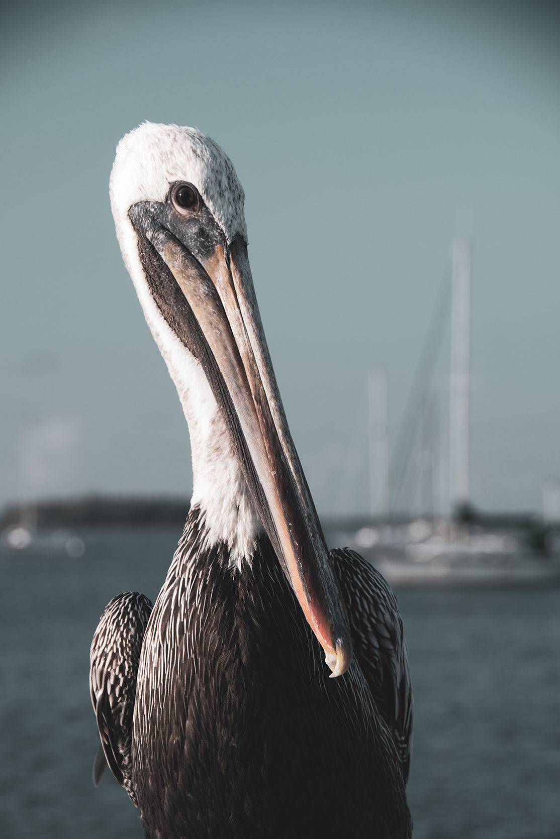 Bob The Pelican 3R Colorized Wildlife Photograph Fine Art Canvas & Unframed Wall Art Prints - PIPAFINEART