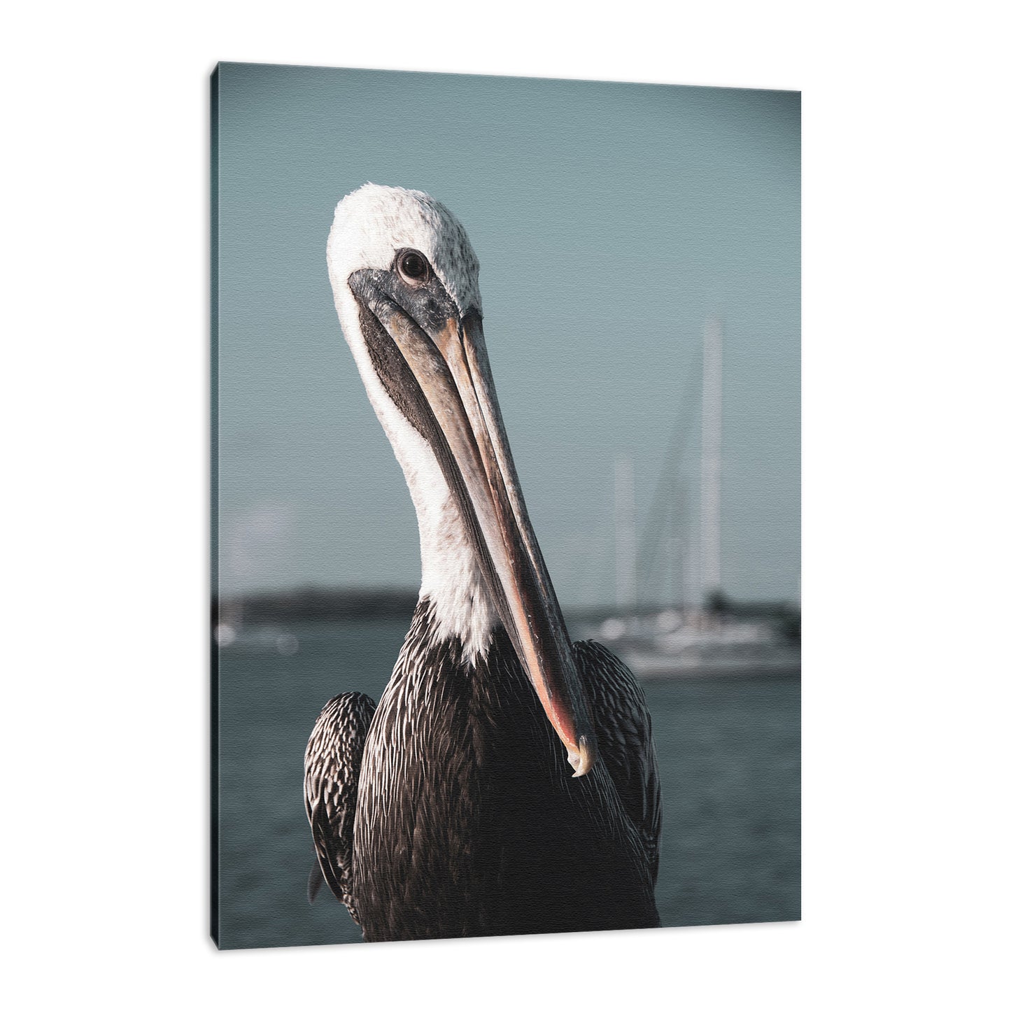 Bob The Pelican 3R Colorized Wildlife Photograph Fine Art Canvas & Unframed Wall Art Prints - PIPAFINEART