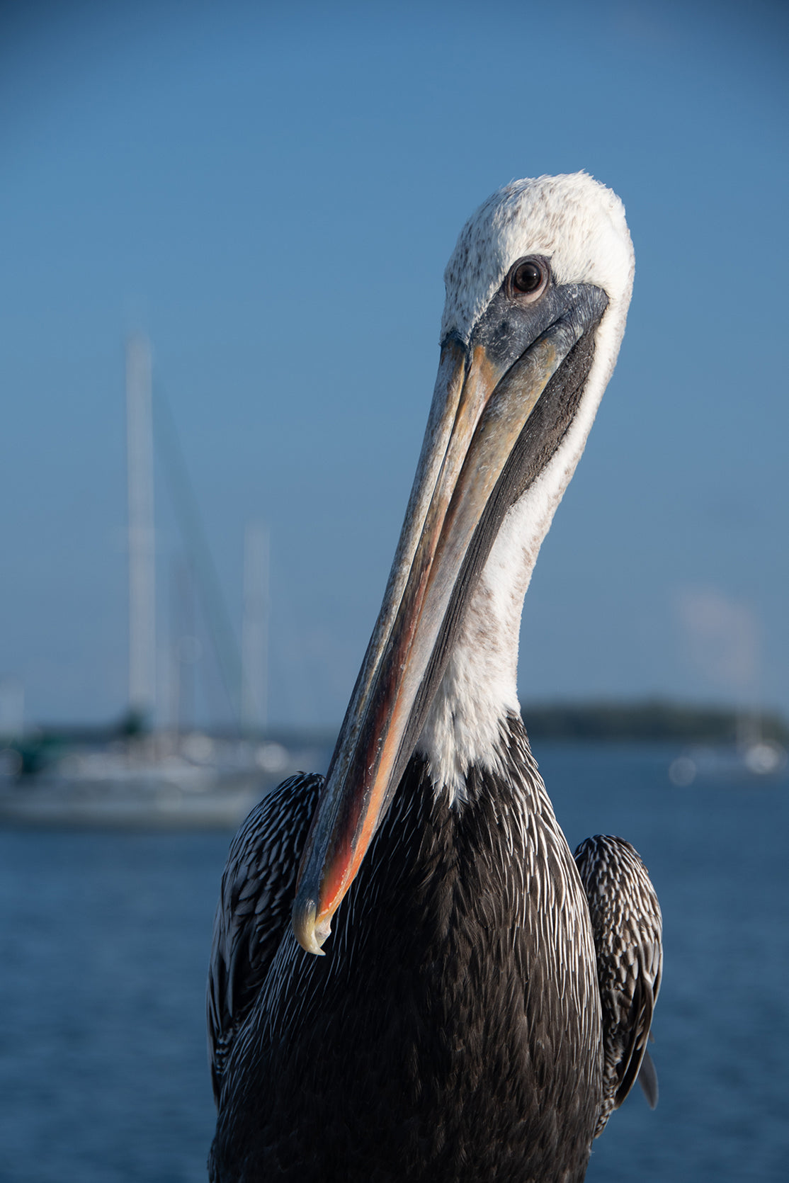 Bob The Pelican 3 Color Wildlife Photograph Fine Art Canvas & Unframed Wall Art Prints - PIPAFINEART