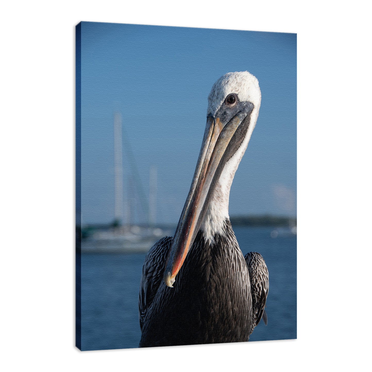 Bob The Pelican 3 Color Wildlife Photograph Fine Art Canvas & Unframed Wall Art Prints - PIPAFINEART
