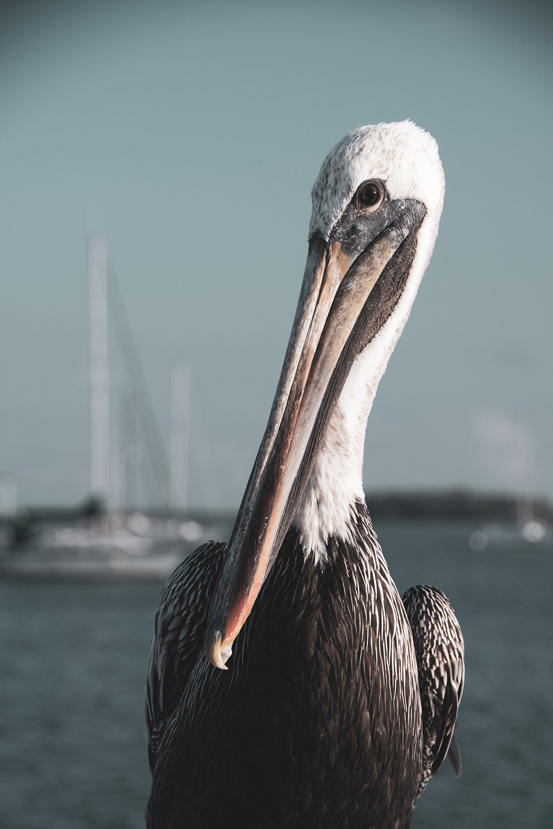 Bob The Pelican 3 Colorized Wildlife Photograph Fine Art Canvas & Unframed Wall Art Prints - PIPAFINEART