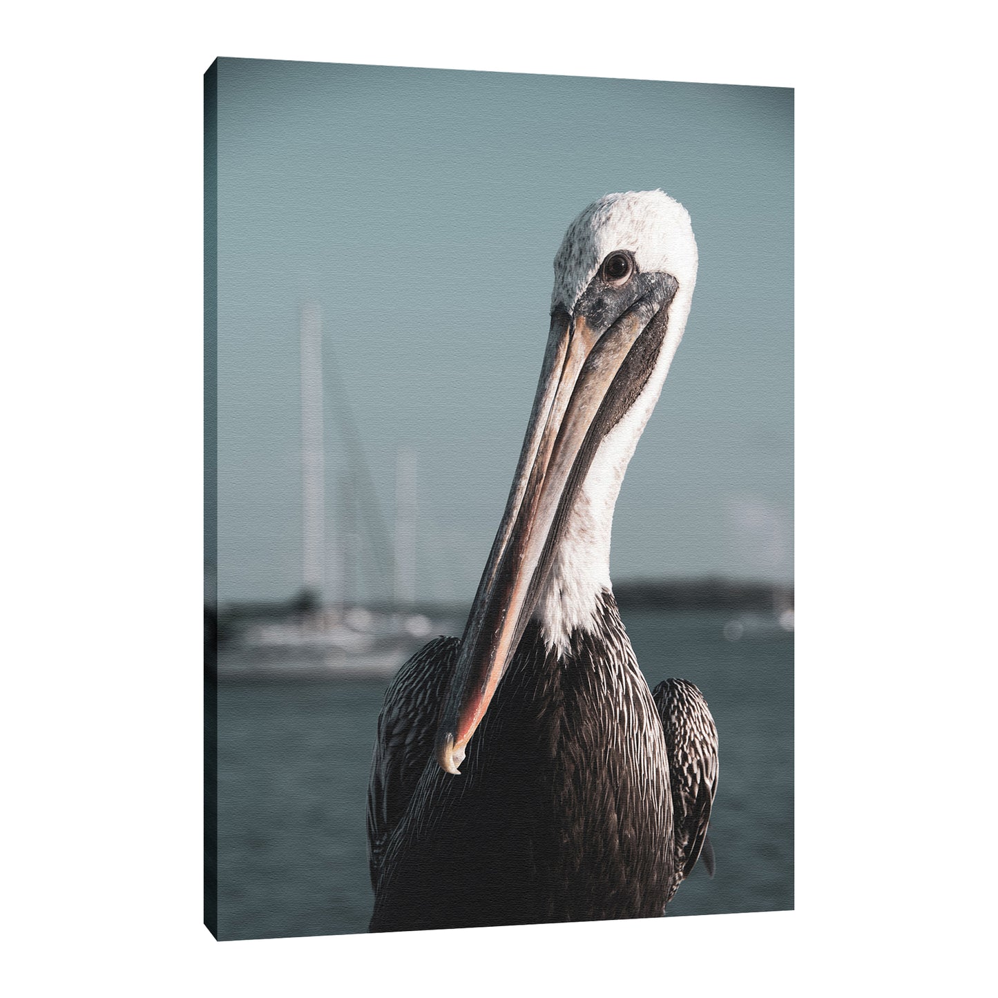 Bob The Pelican 3 Colorized Wildlife Photograph Fine Art Canvas & Unframed Wall Art Prints - PIPAFINEART
