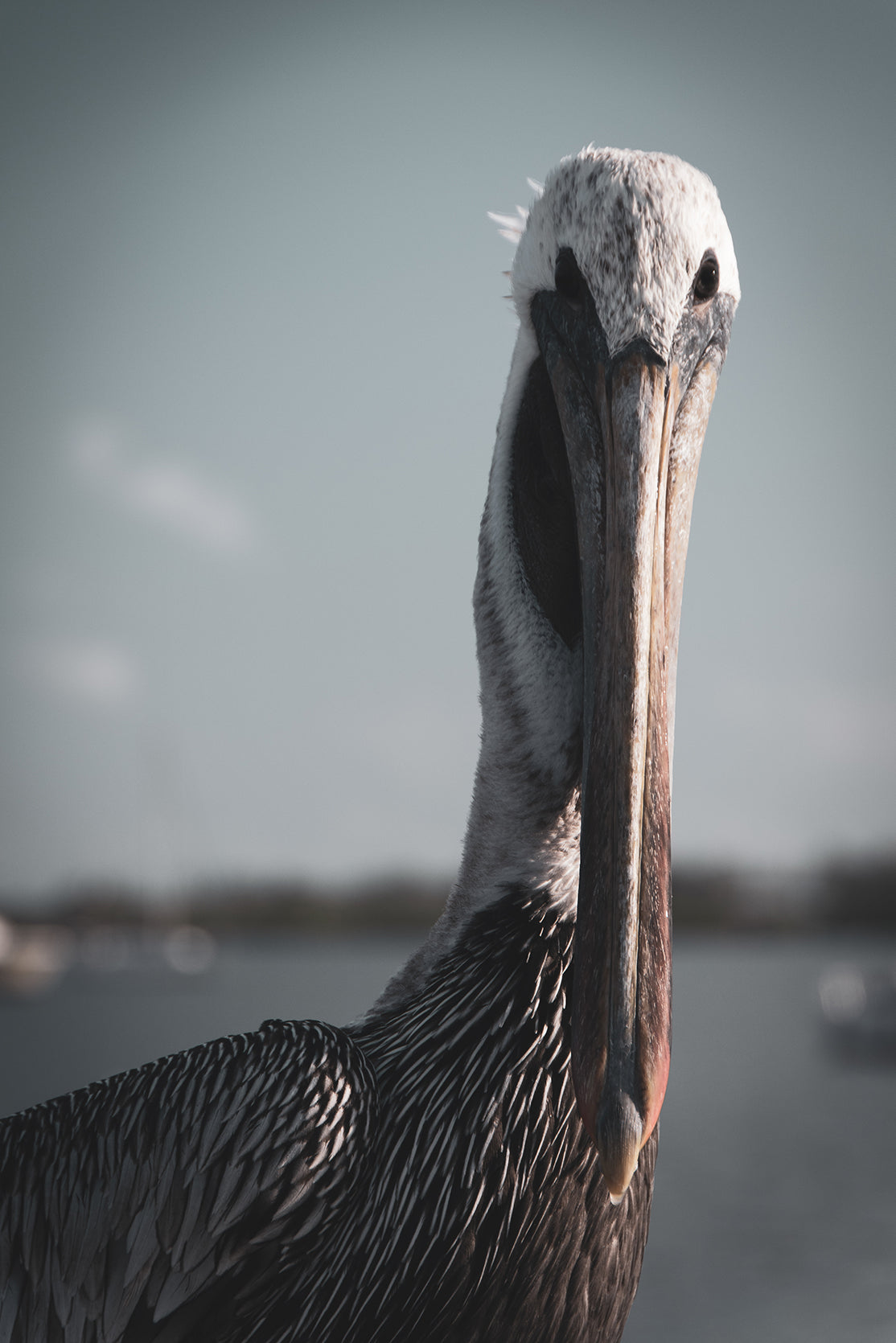 Bob The Pelican Colorized Wildlife Photograph Fine Art Canvas & Unframed Wall Art Prints - PIPAFINEART