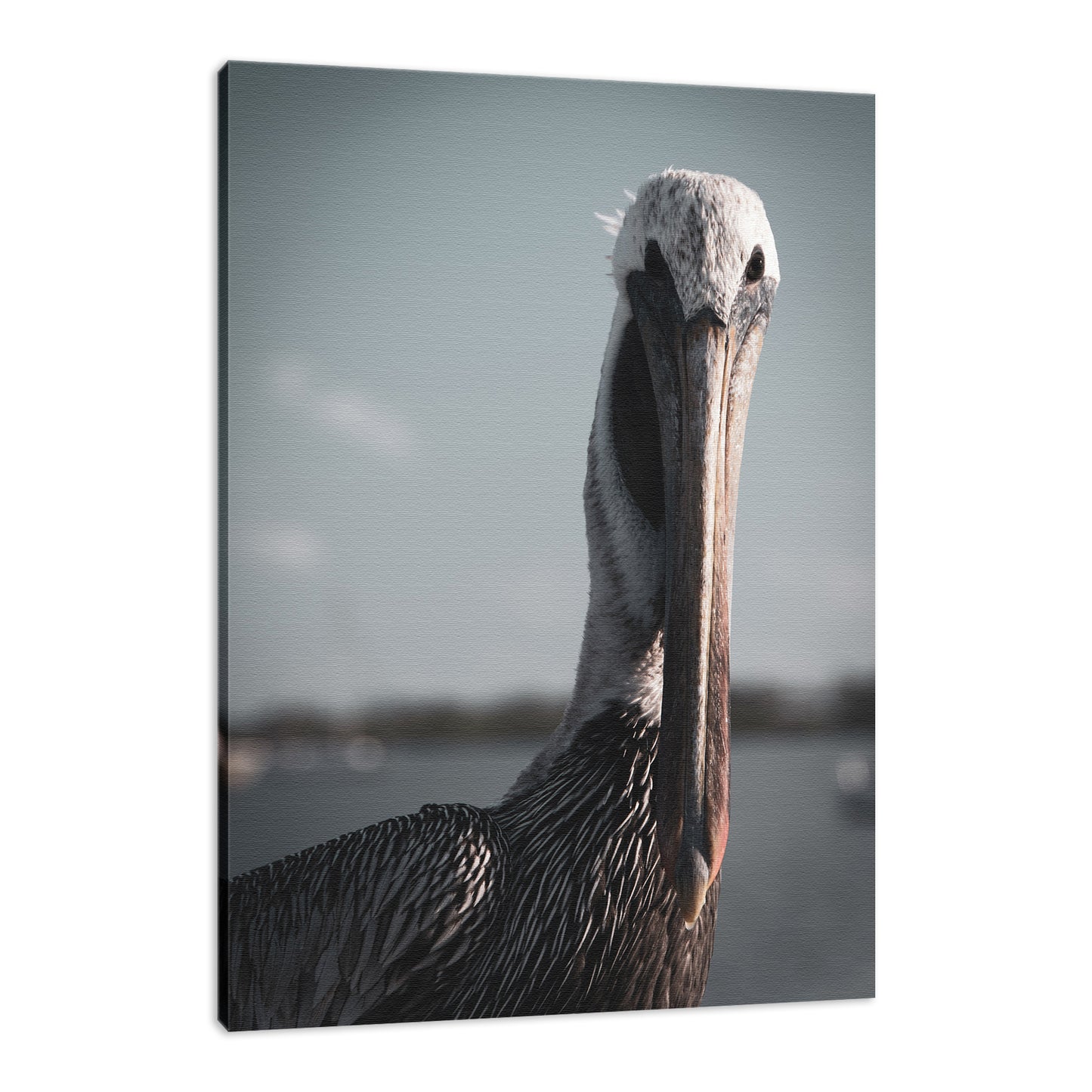 Bob The Pelican Colorized Wildlife Photograph Fine Art Canvas & Unframed Wall Art Prints - PIPAFINEART