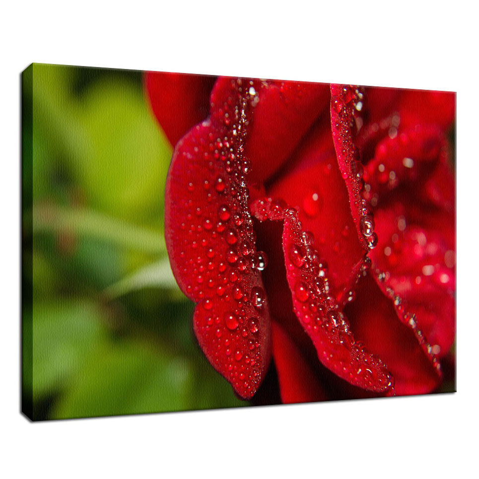 Bold and Beautiful Nature / Floral Photo Fine Art Canvas Wall Art Prints - PIPAFINEART