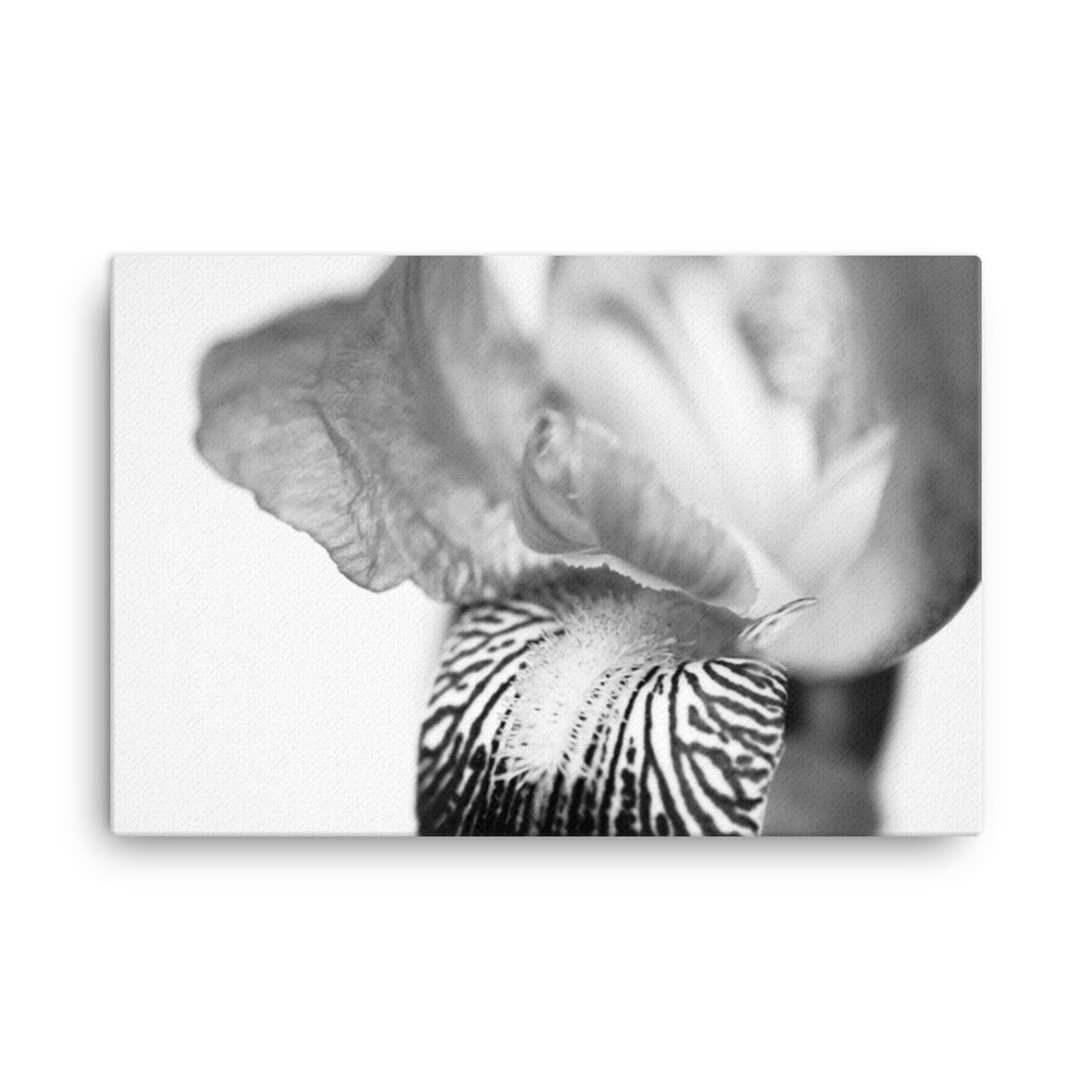 Bold Iris on White Black and White Floral Botanical Nature Photograph Canvas Wall Art Prints