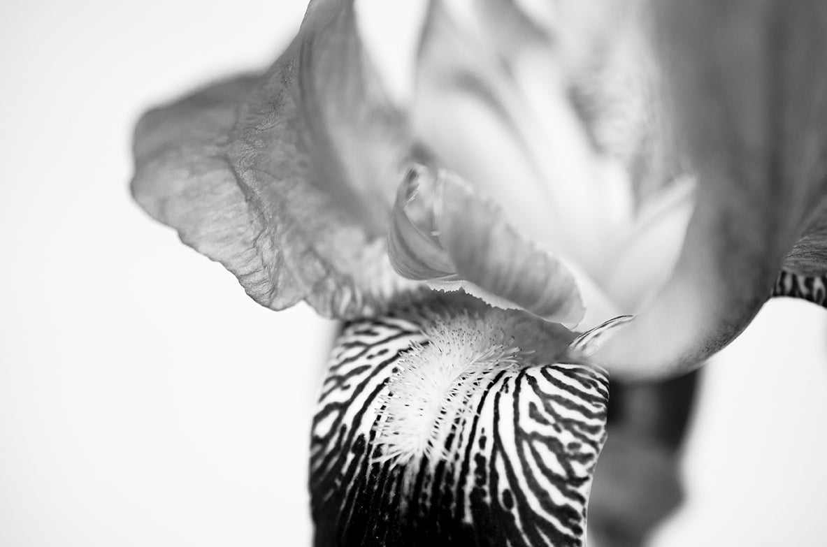 Bold Iris on White Nature / Floral Photo Fine Art Canvas Wall Art Prints - PIPAFINEART