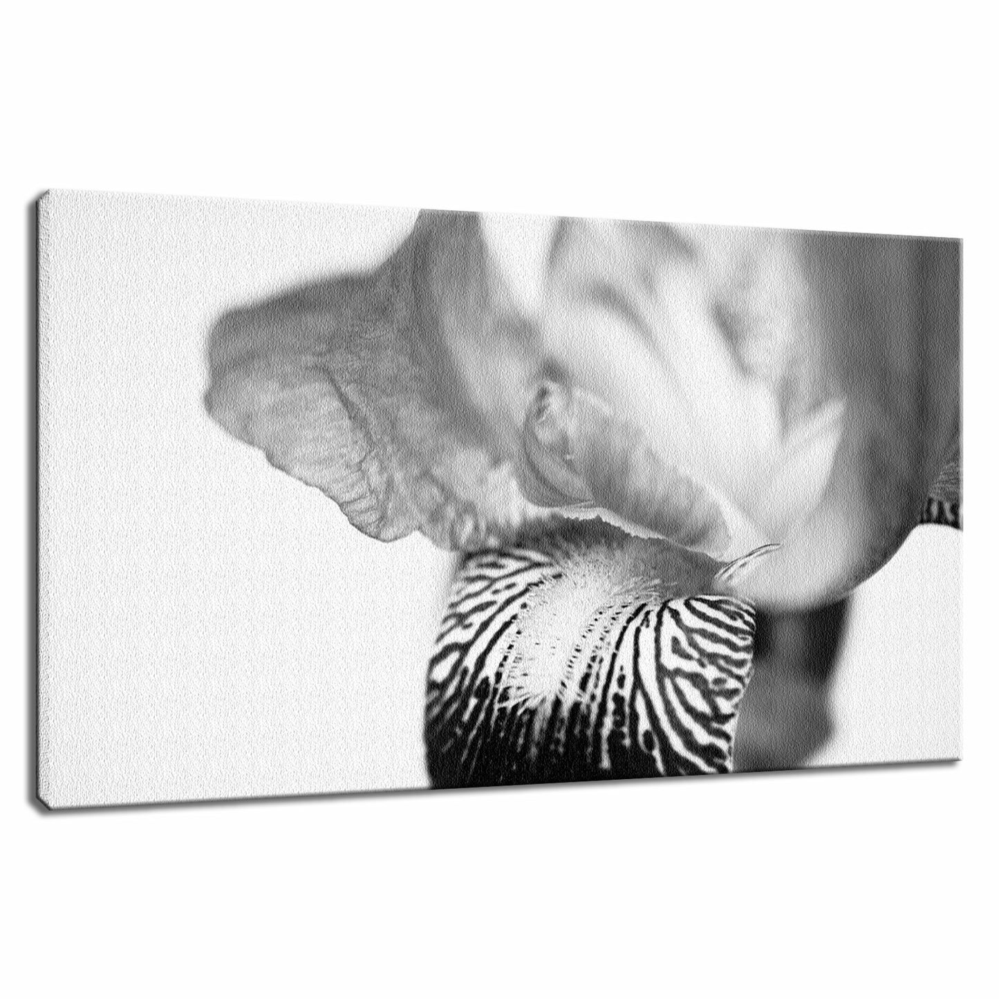 Bold Iris on White Nature / Floral Photo Fine Art Canvas Wall Art Prints - PIPAFINEART