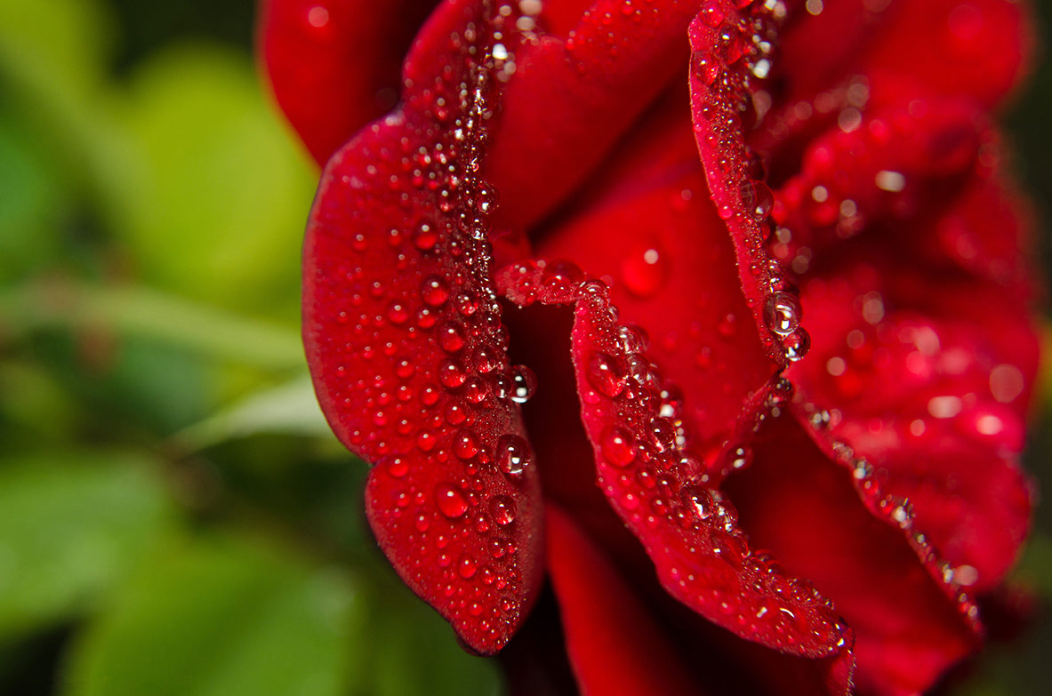 Bold and Beautiful Nature / Floral Photo Fine Art Canvas Wall Art Prints - PIPAFINEART