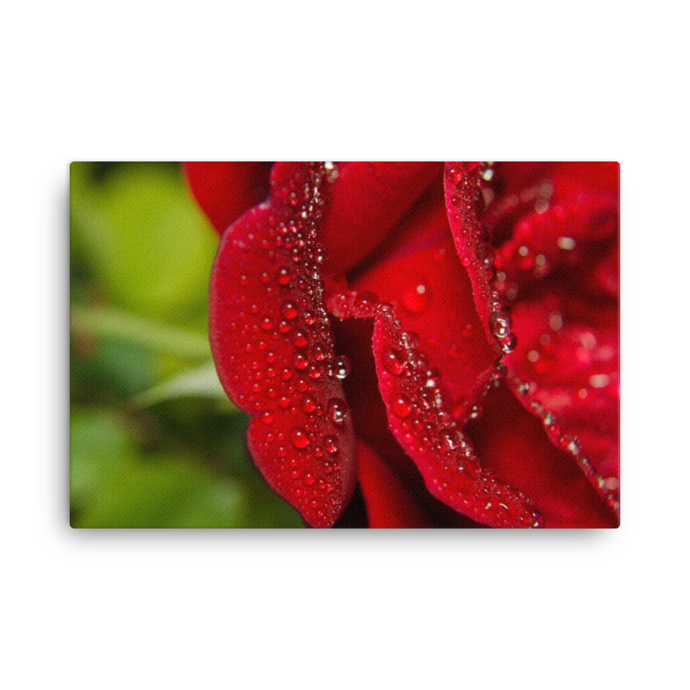 Bold and Beautiful Floor Floral Botanical Nature Photograph Canvas Wall Art Prints