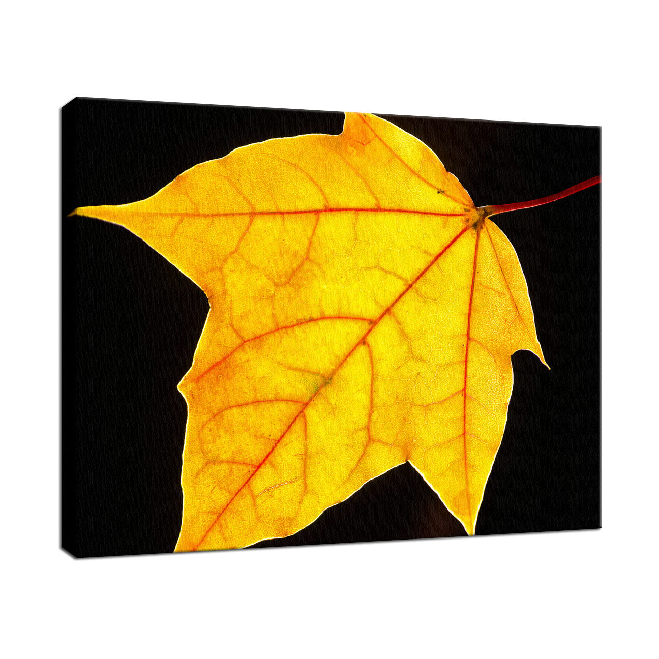 Brilliant Yellow Nature / Botanical Photo Fine Art Canvas Wall Art Prints - PIPAFINEART