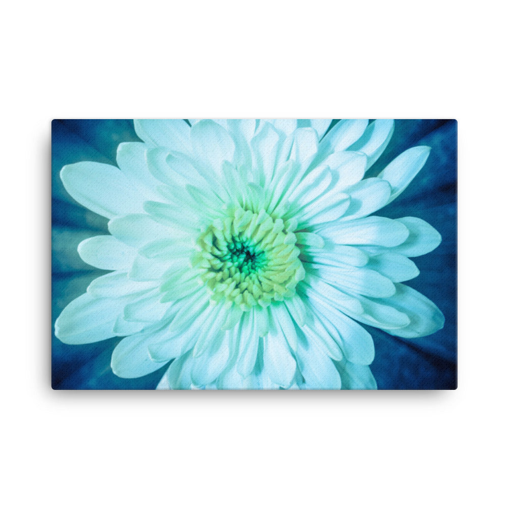 Brilliant Flower Floral Botanical Nature Photograph Canvas Wall Art Prints