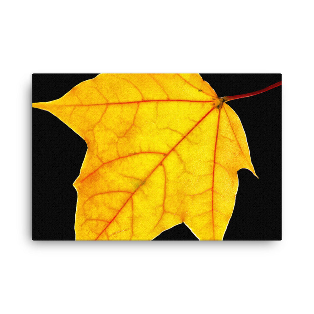 Brilliant Yellow Botanical Nature Canvas Wall Art Prints