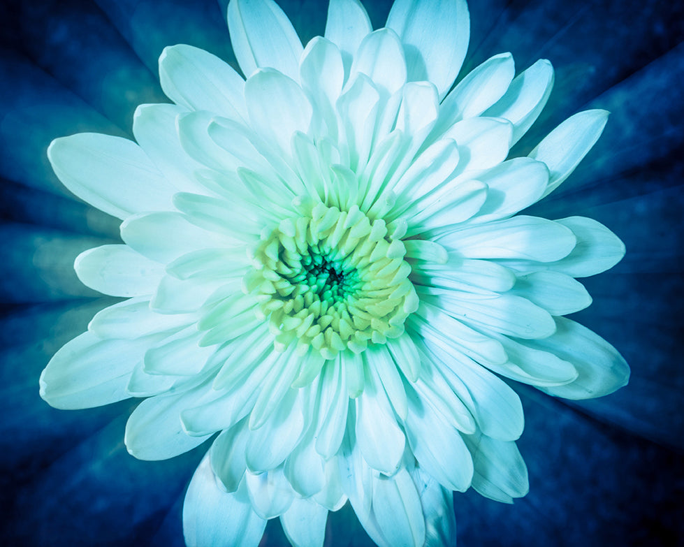 Brilliant Flower Nature / Floral Photo Fine Art Canvas Wall Art Prints - PIPAFINEART