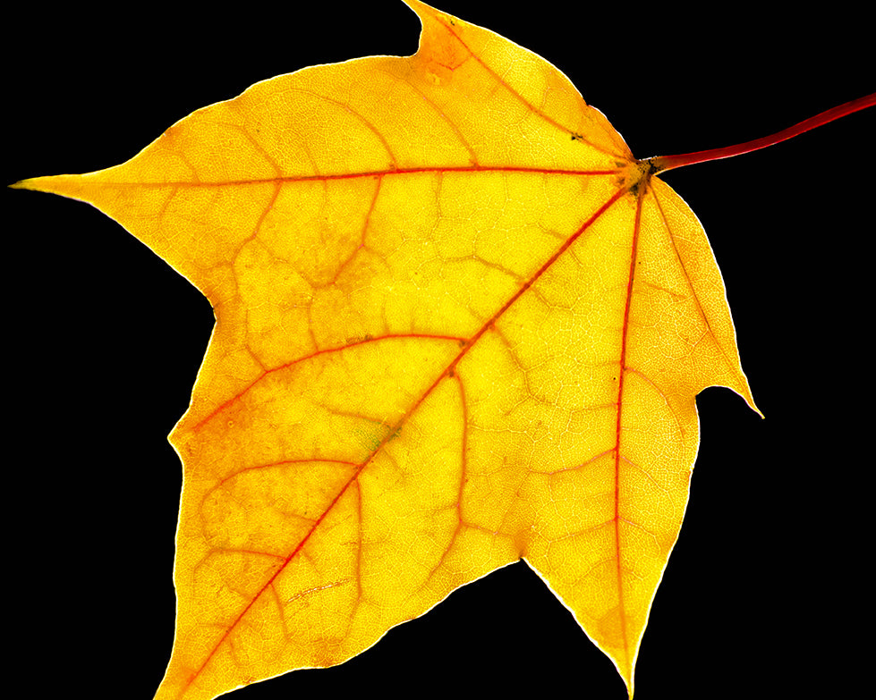 Brilliant Yellow Nature / Botanical Photo Fine Art Canvas Wall Art Prints - PIPAFINEART