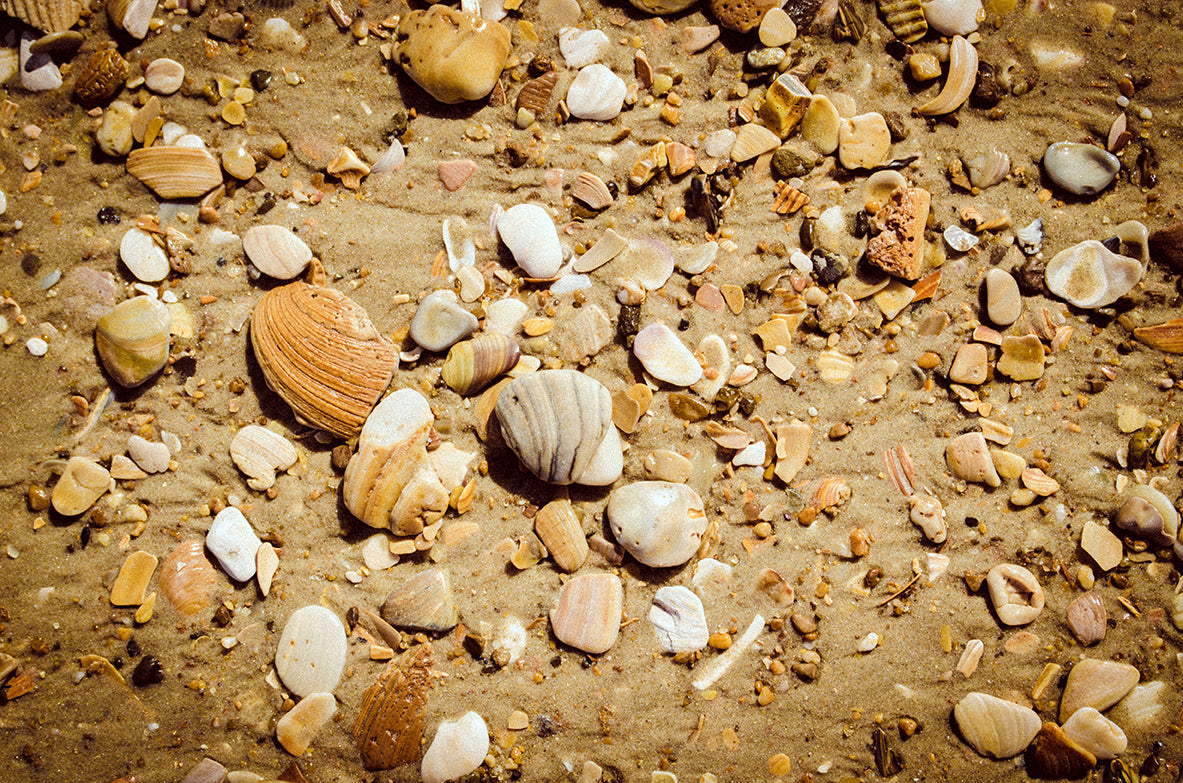 Broken Seashells and Sand Coastal Nature Photo Fine Art Canvas Wall Art Prints - PIPAFINEART