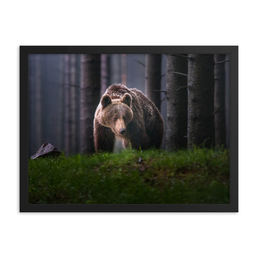 Brown Bear Walking Through Forest Wildlife Photo Framed Wall Art Prints